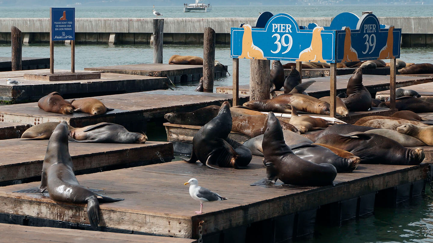 seals on the pier during Fisherman's Wharf tour